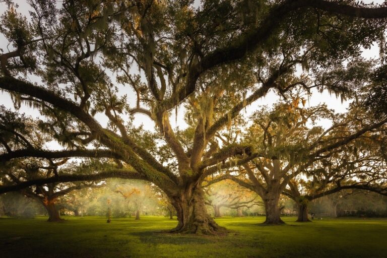 Feliciana Oak Tree